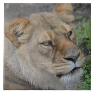 Grande (6" X 6") Carreaux photo en céramique