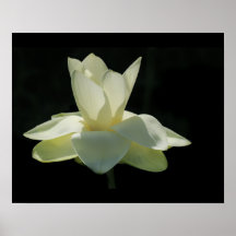 Grande affiche blanche de fleurs de lotus