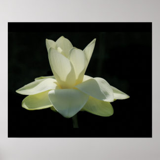 Grande affiche blanche de fleurs de lotus