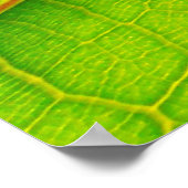 Grande affiche de la feuille verte (Coin)