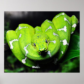 Grande affiche de serpent à botte verte