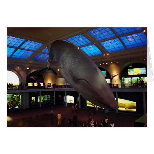 Grande baleine bleue (Devant horizontal)