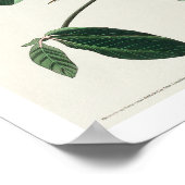 Grande Caroline Wren par Audubon Poster (Coin)