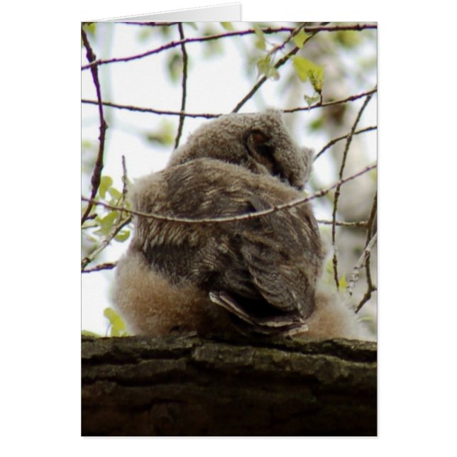 Grande carte à cornes (Devant)