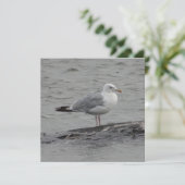 Grande carte plate seagul (Debout devant)
