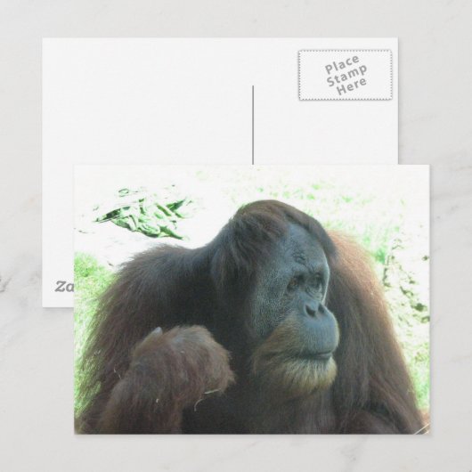 Grande carte postale (Devant / Derrière)