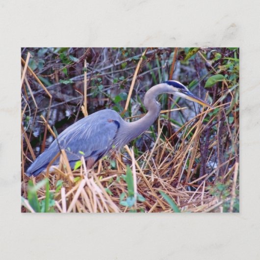 GRANDE CARTE POSTALE BLUE HERON (Devant)