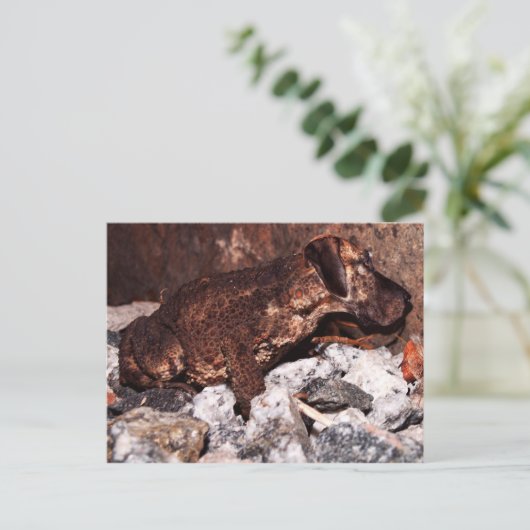 Grande carte postale de crapaud (Debout devant)