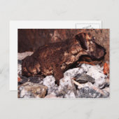 Grande carte postale de crapaud (Devant / Derrière)