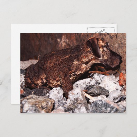 Grande carte postale de crapaud (Devant / Derrière)