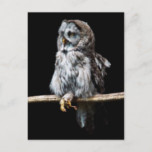 Grande carte postale de hibou gris
