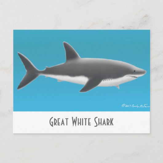 Grande carte postale de requin blanc (Devant)