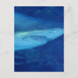 Grande carte postale de requin blanc