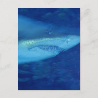 Grande carte postale de requin blanc