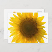 Grande carte postale de tournesol (Devant / Derrière)