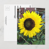 Grande carte postale de tournesol jaune (Devant / Derrière)