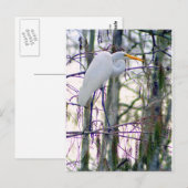 GRANDE CARTE POSTALE EGRET (Devant / Derrière)