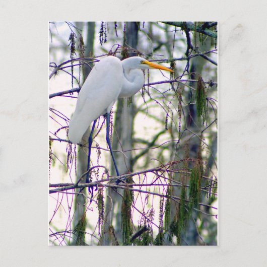 GRANDE CARTE POSTALE EGRET (Devant)