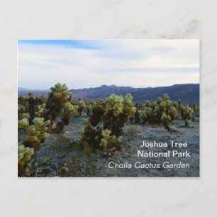 Grande Carte Postale Joshua Tree !