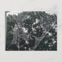 grande carte postale web d'araignée