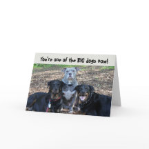 Grande Chiens maintenant carte d'études