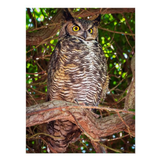 Grande Chouette Hibou Art Mural | Impression d'ois (Devant)