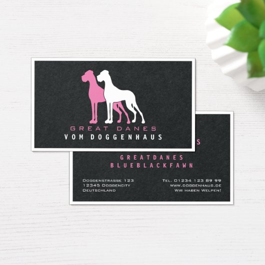 Grande Dane pure (Bureau)