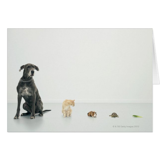 Grande Danse, chat, cobaye, tortue et limace (Devant horizontal)