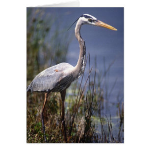 Grande Héron bleu oiseau d'eau