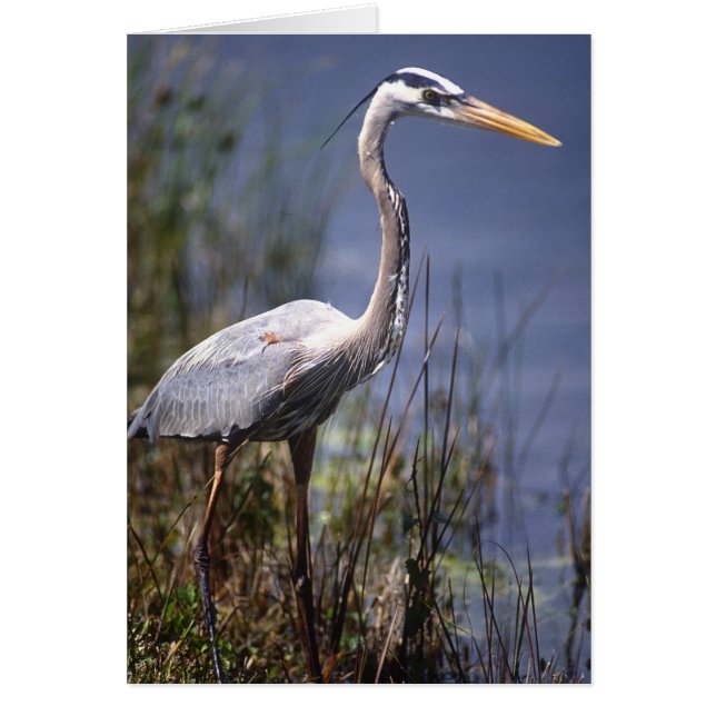 Grande Héron bleu oiseau d'eau (Devant)
