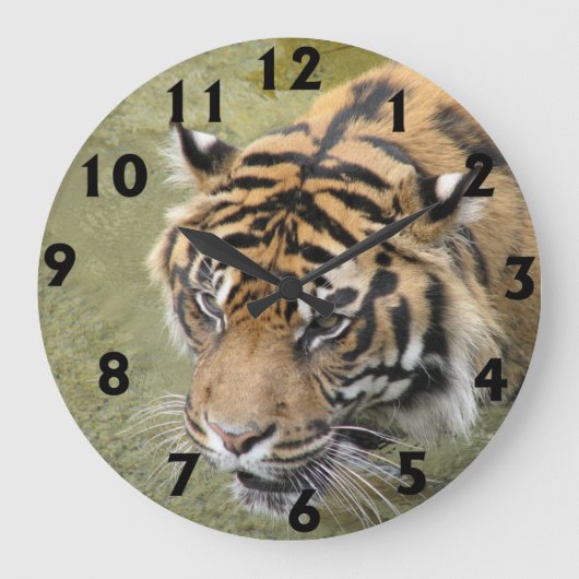 Grande horloge de tigre (Recto)