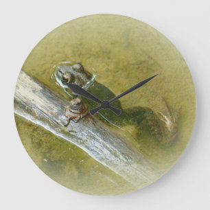Grande Horloge Ronde American Bullfrog - Rana catesbeiana