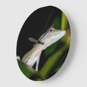 Grande Horloge Ronde Anolis occultus (Angle)