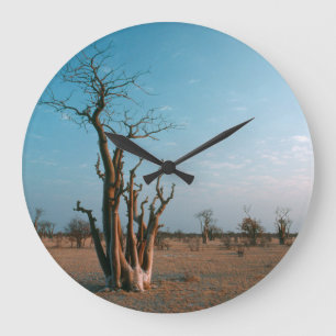 Grande Horloge Ronde Arbre Moringo Africain Dans La Plaine, Etosha Nati