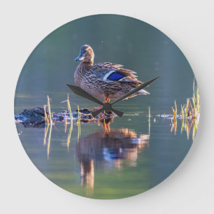 Grande Horloge Ronde Canard colvert au coucher du soleil