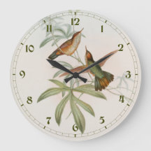 Colibri Avocette à queue violette par John Gould