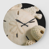 Coquilles blanches et dollar de sable