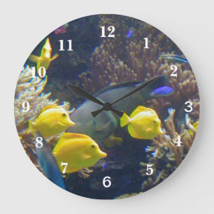 Grande Horloge Ronde Coral reef fish