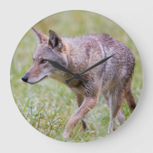 Grande Horloge Ronde Coyote dans un champ, Cades Cove
