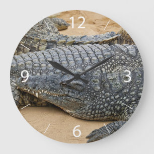 Grande Horloge Ronde Crocodiles
