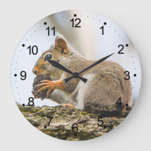 Grande Horloge Ronde Écureuil Animaux Forêt Nature