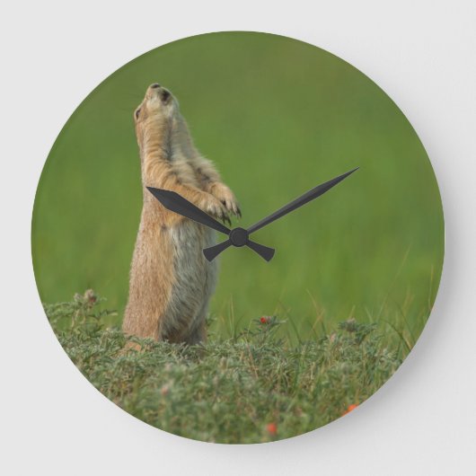 Grande Horloge Ronde États-Unis, Dakota du Sud, Parc d'État de Custer (Recto)