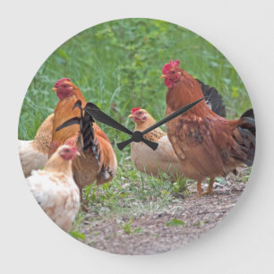 Grande Horloge Ronde États-Unis, Nebraska. Poules