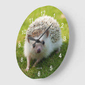 Grande Horloge Ronde Four-toed hedgehog (Angle)