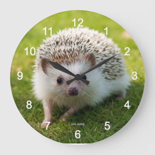 Grande Horloge Ronde Four-toed hedgehog (Recto)