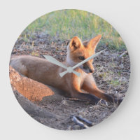 Fox dans Sunlight