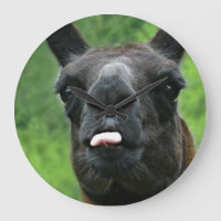 Funny Llama with Major Attitude & Pink Tongue
