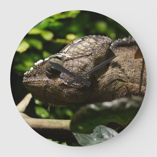 Grande Horloge Ronde Furcifer oustaleti (Recto)