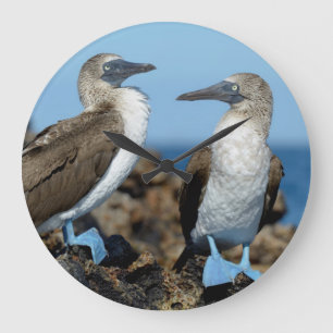 Grande Horloge Ronde Galapagos Islands, Isabela Island