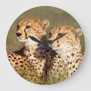 Grande Horloge Ronde Guépard se situant dans l'herbe, conservation de